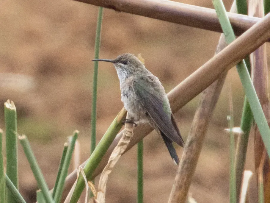 File:Oreotrochilus melanogaster 105738404 (cropped).jpg