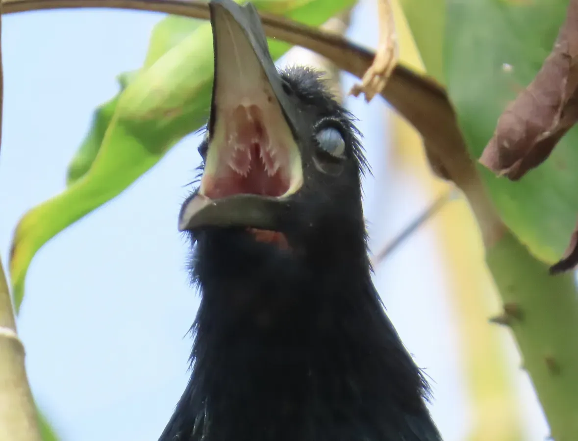 File:Crotophaga major 290111891.jpg