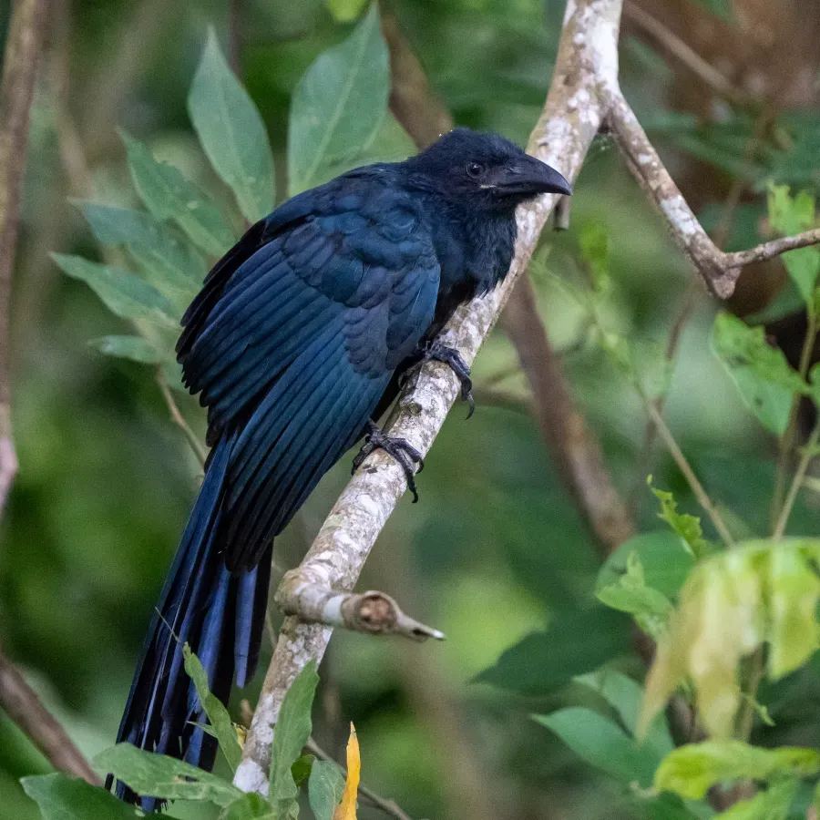 File:Crotophaga major 423029933.jpg