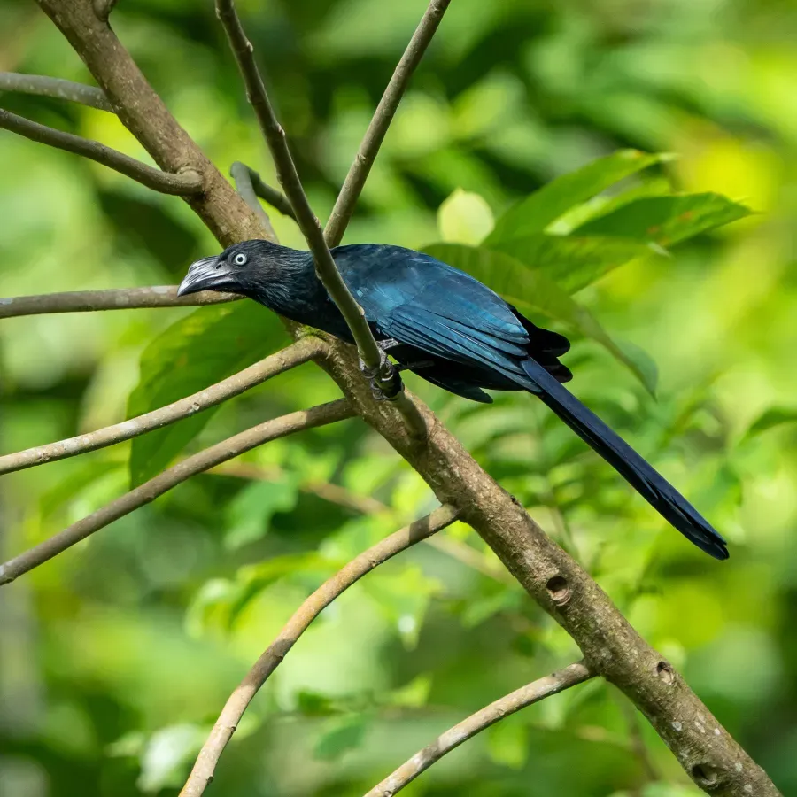File:Crotophaga major 416341382.jpg