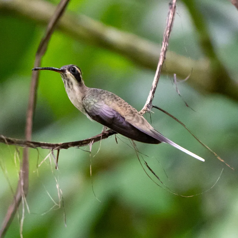 File:Phaethornis anthophilus 416393060.jpg