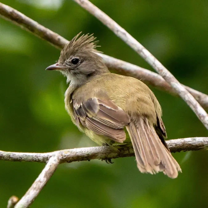 File:Elaenia flavogaster 406708962.jpg