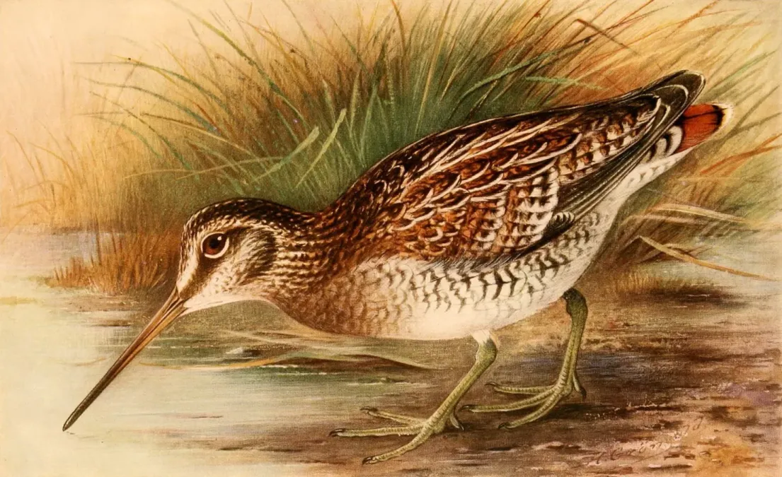 File:Gallinago solitaria 1921.jpg