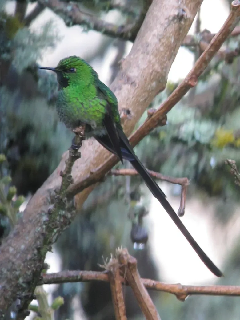 File:Lesbia nuna Cometa coliverde Green-tailed Trainbearer (8743056764) (cropped).jpg