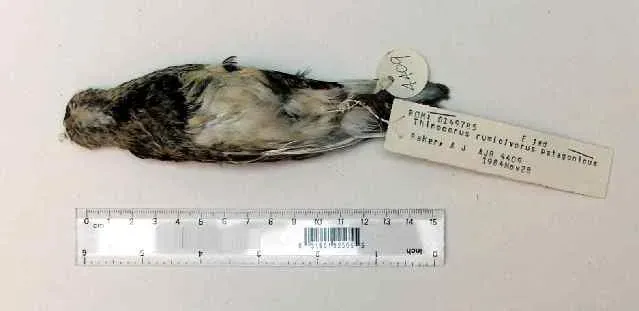 File:Thinocorus rumicivorus 4.jpg