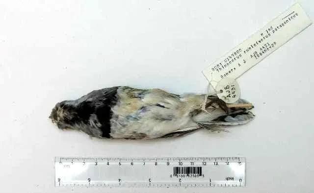 File:Thinocorus rumicivorus 6.jpg