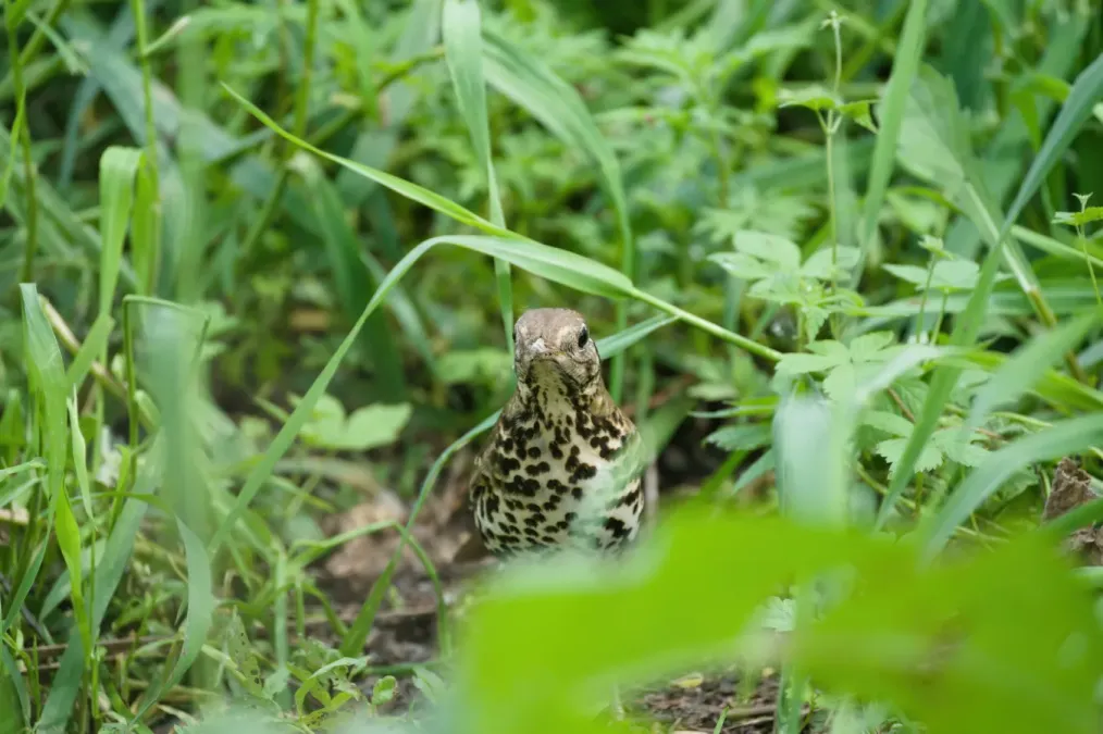 File:Turdus mupinensis 424401565.jpg