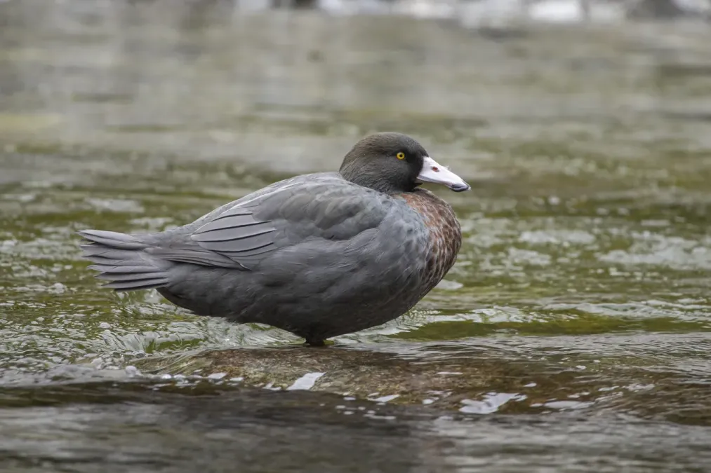 File:Hymenolaimus malacorhynchos 276148332.jpg
