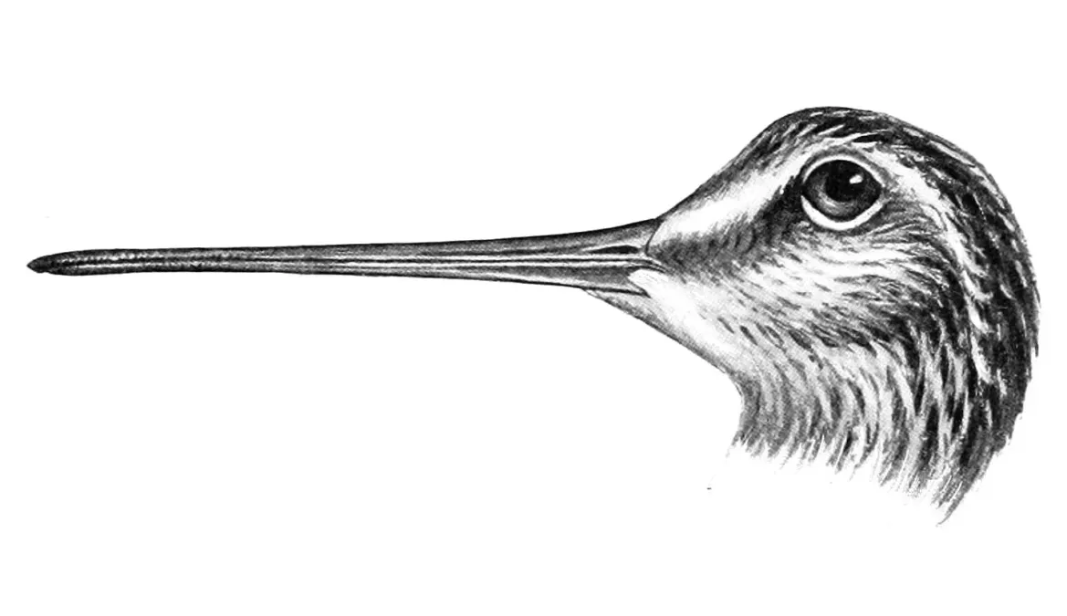 File:Gallinago solitaria head 1921.jpg