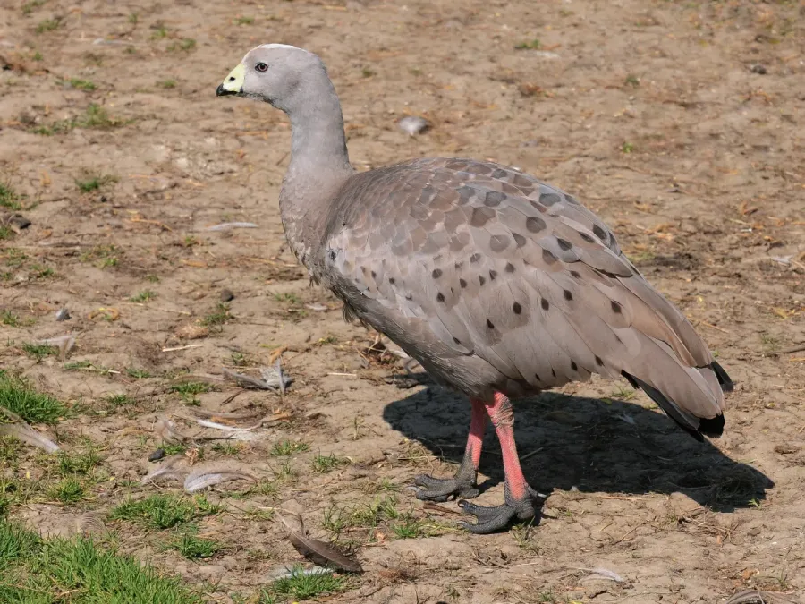 File:Hühnergans, Cereopsis novaehollandiae.JPG