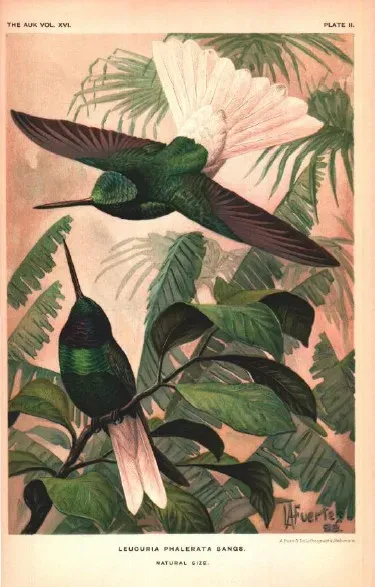 File:Coeligena phalerata.jpg