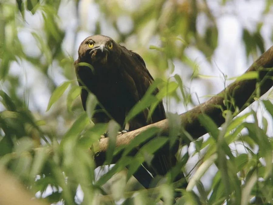 File:Macheiramphus alcinus 74679581.jpg