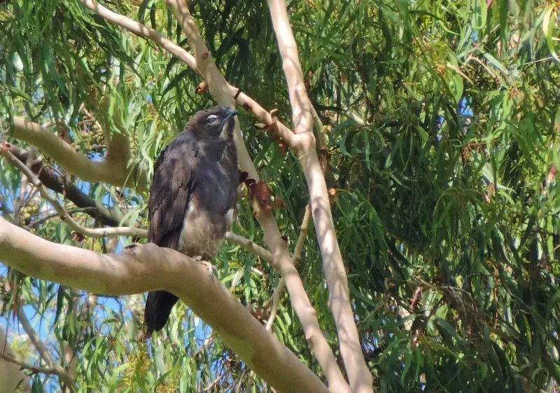 File:Macheiramphus alcinus 247473464.jpg