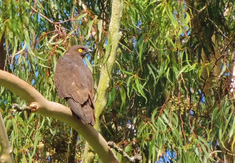 File:Macheiramphus alcinus 247473467.jpg