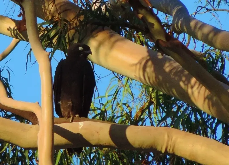 File:Macheiramphus alcinus 247312771.jpg