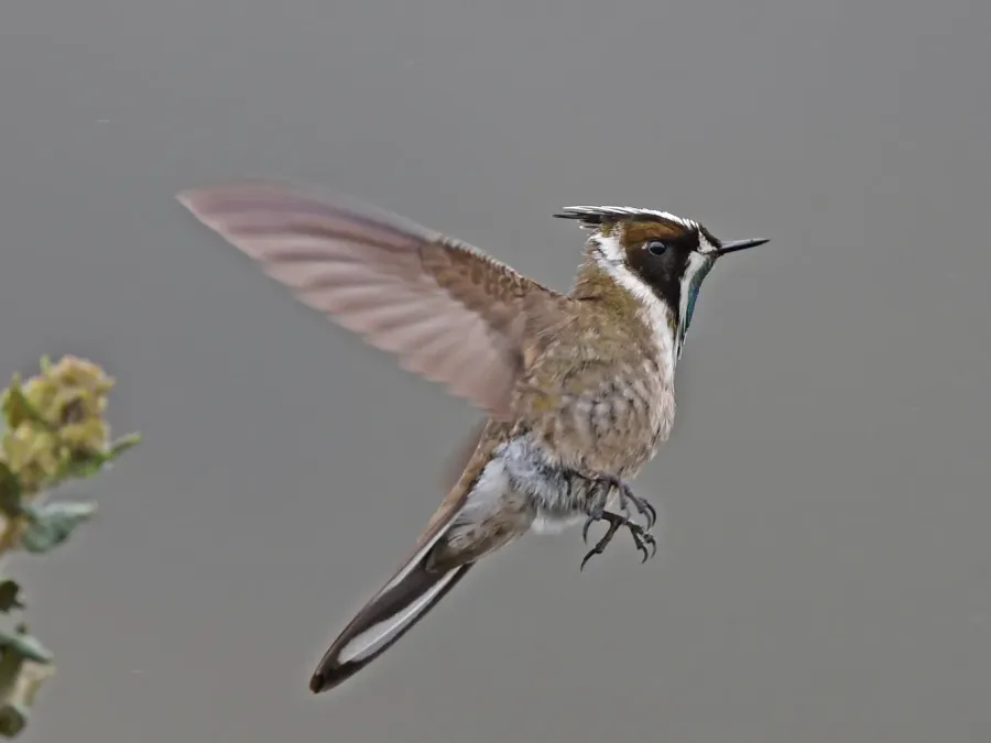 File:Oxypogon guerinii 236915235 (cropped).jpg