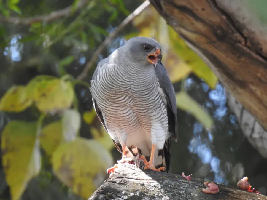 File:Accipiter ovampensis 377641165.jpg