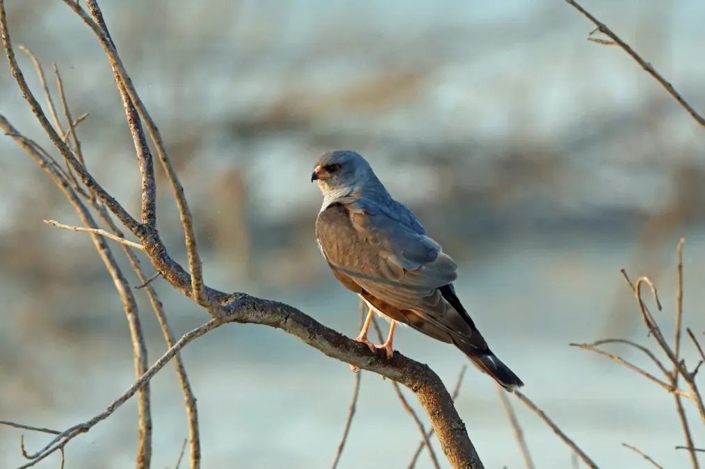 File:Accipiter ovampensis 1501561.jpg