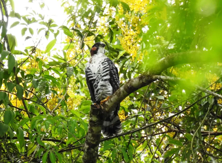 File:Accipiter poliogaster 19994665.jpg
