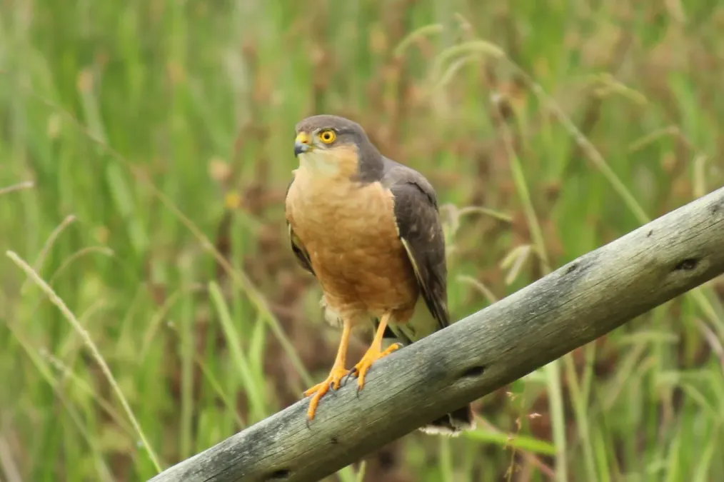 File:Accipiter rufiventris 134373850.jpg
