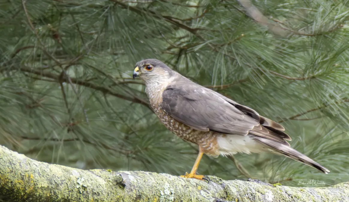 File:Accipiter striatus 365856544.jpg