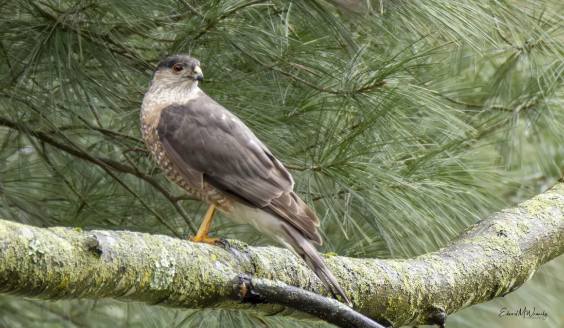 File:Accipiter striatus 367011123.jpg