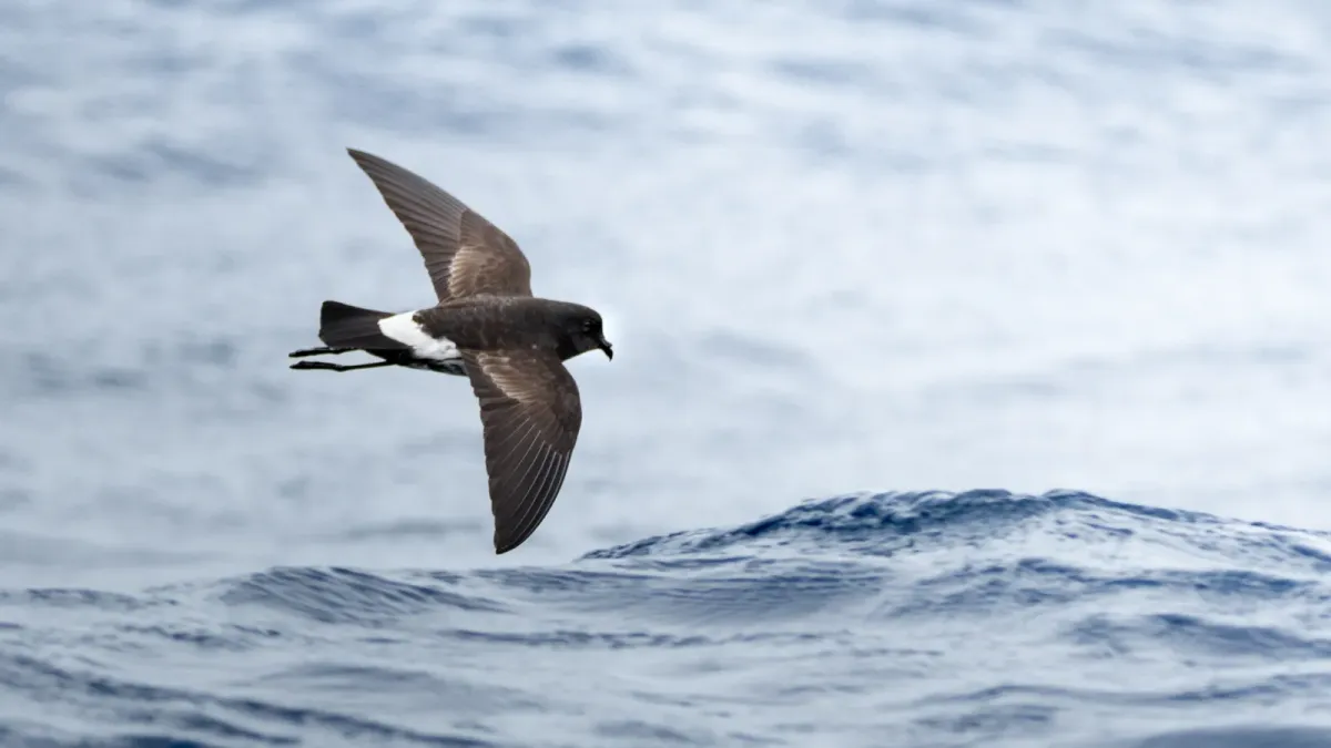 File:Fregetta maoriana 398650271.jpg