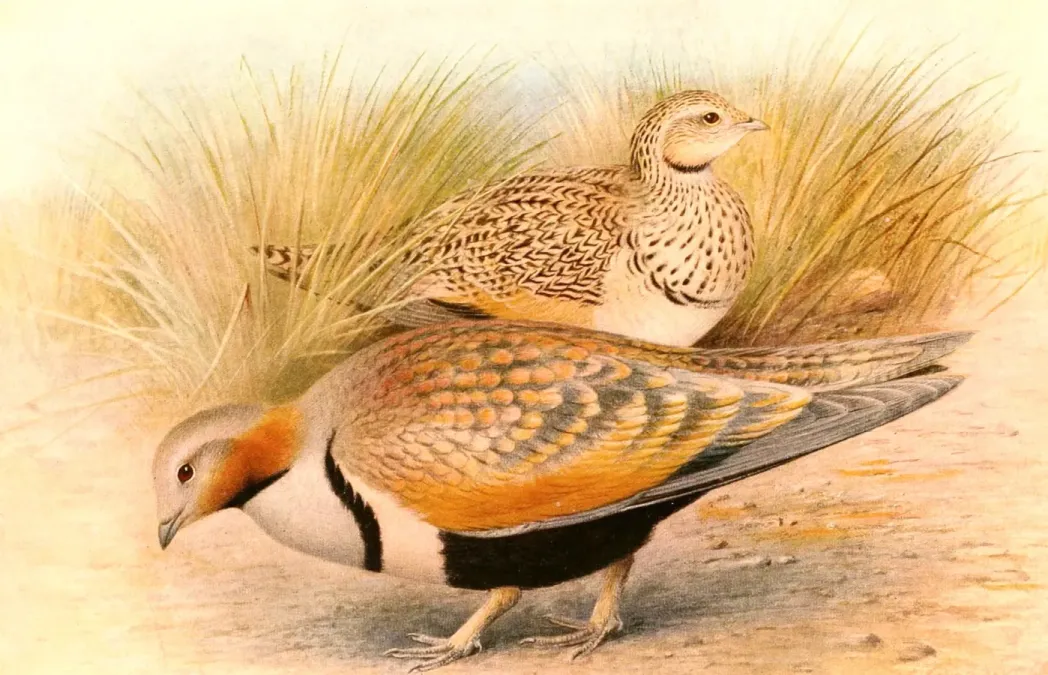 File:Pterocles orientalis 1921.jpg