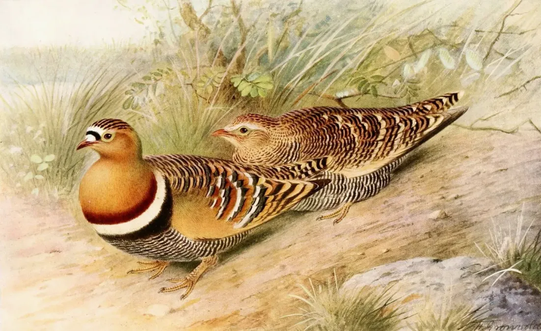 File:Pterocles indicus 1921.jpg