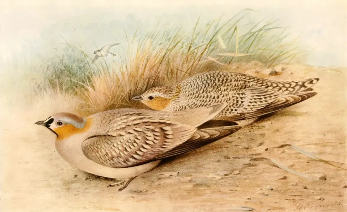 File:Pterocles coronatus 1921.jpg