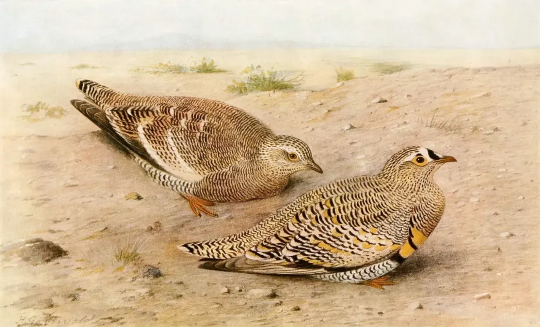 File:Pterocles lichtensteinii 1921.jpg