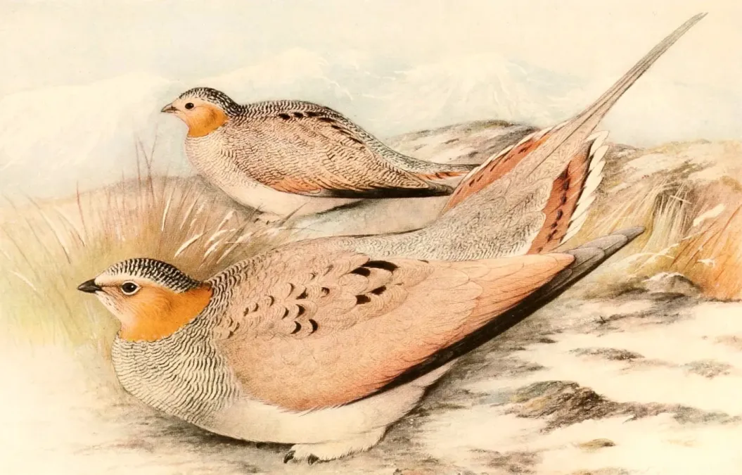 File:Syrrhaptes tibetanus 1921.jpg
