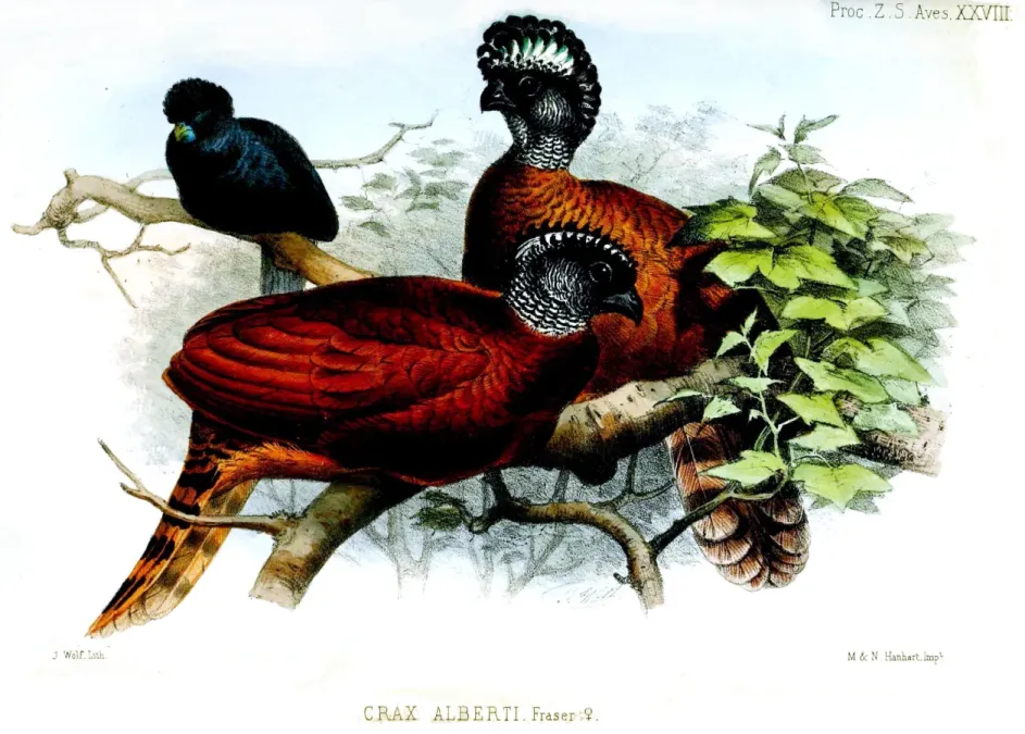 File:CraxAlbertiWolf.jpg