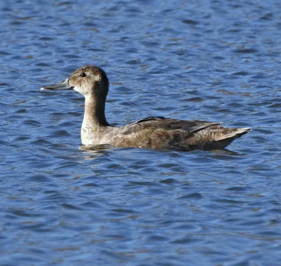 File:Heteronetta atricapilla 250320228.jpg