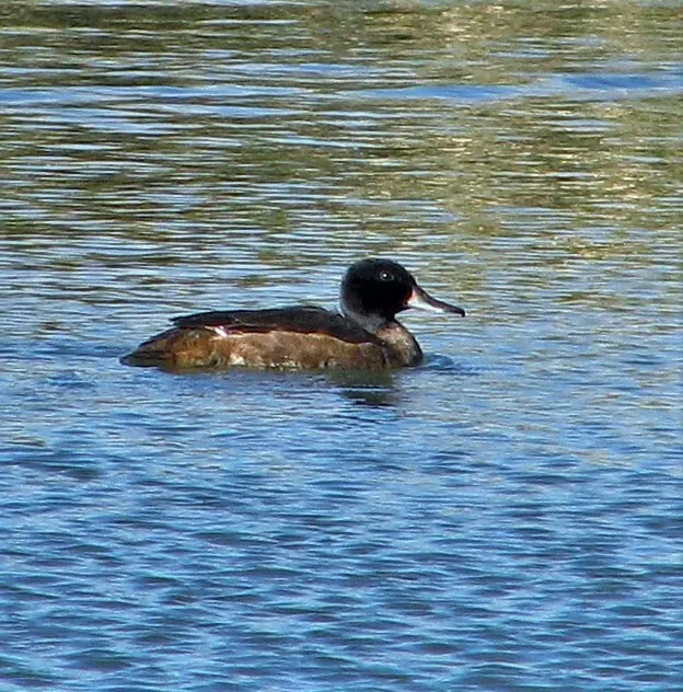 File:Heteronetta atricapilla 250319405.jpg