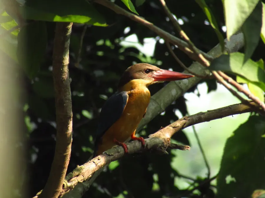 File:Stork-billed kingfisher (Pelargopsis capensis) from South 24 Parganas, West Bengal, India 02.jpg