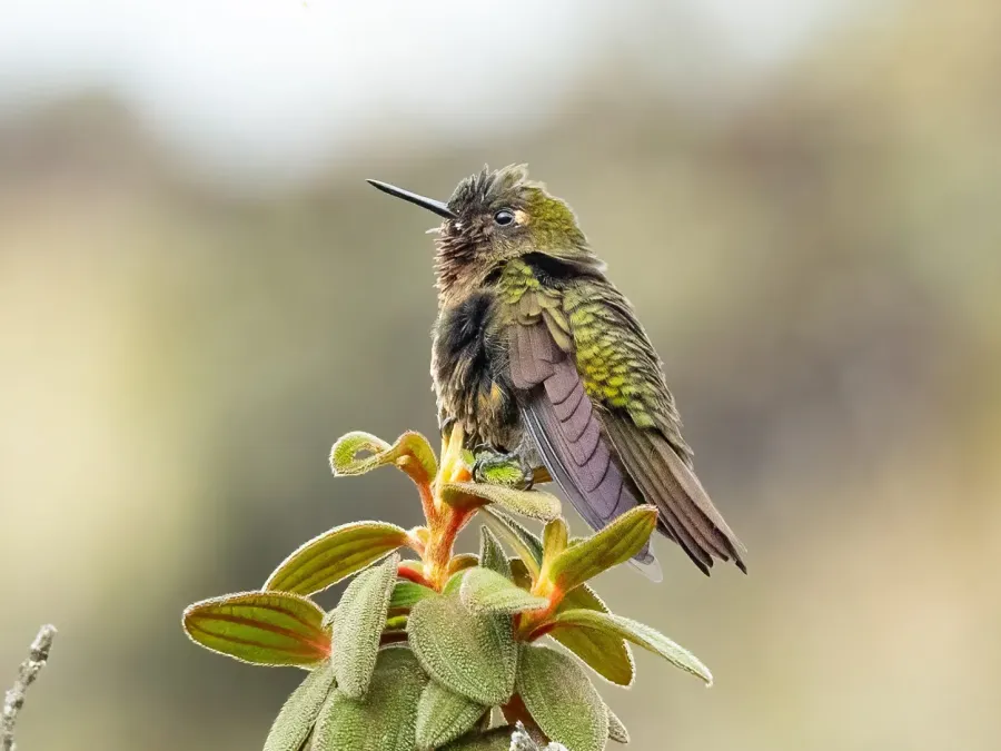 File:Metallura odomae 384572987 (cropped).jpg