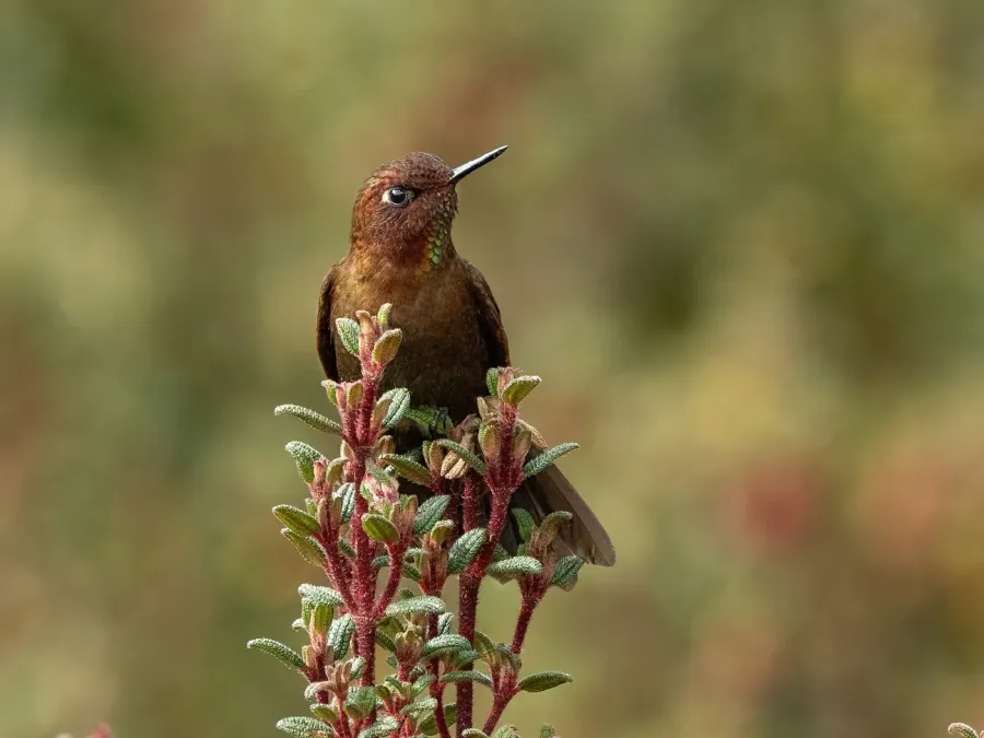 File:Metallura theresiae 289312637 (cropped).jpg