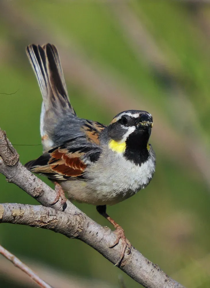 File:Passer moabiticus-3.jpg
