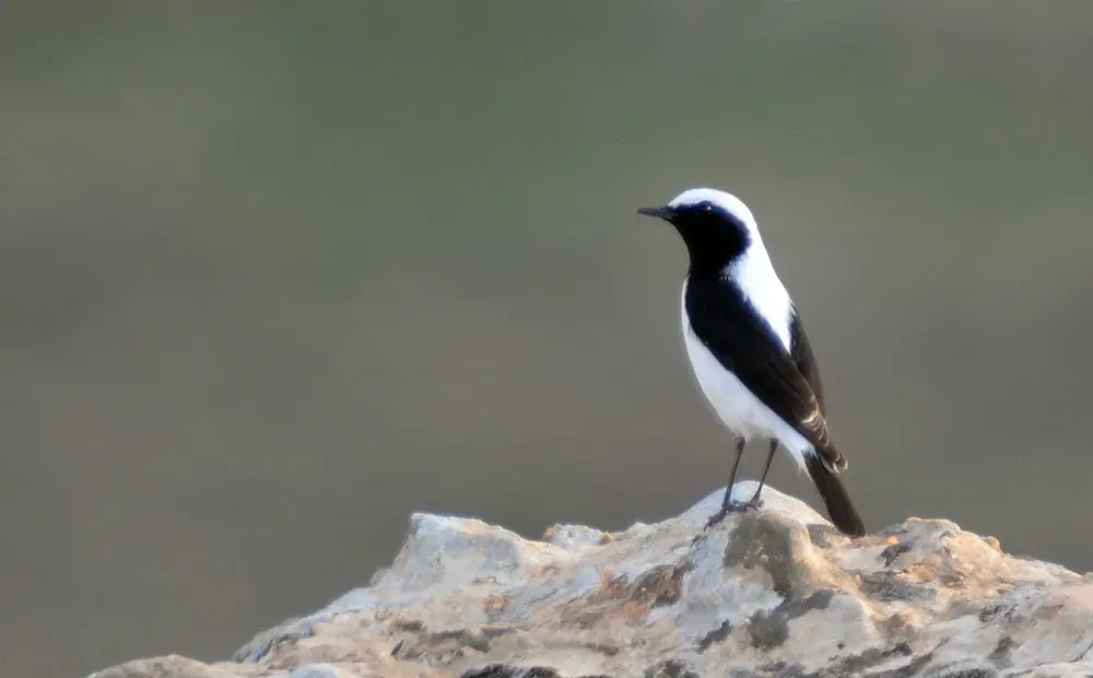 File:Oenanthe finschii.jpg
