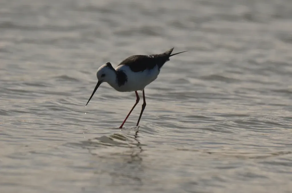 File:Himantopus leucocephalus 237241804 01.jpg