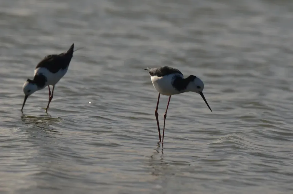 File:Himantopus leucocephalus 237241804 02.jpg