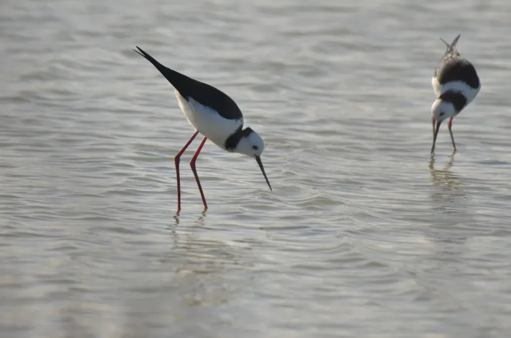 File:Himantopus leucocephalus 237241804 03.jpg