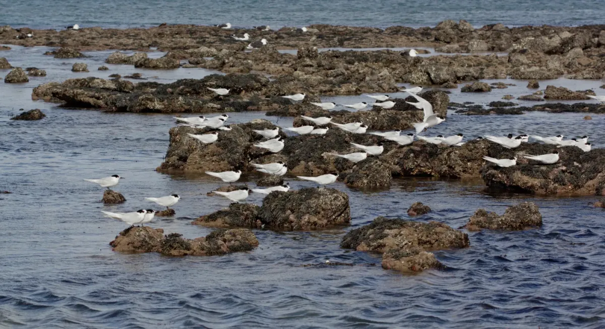 File:White-fronted terns (Sterna striata) at Takapuna.jpg