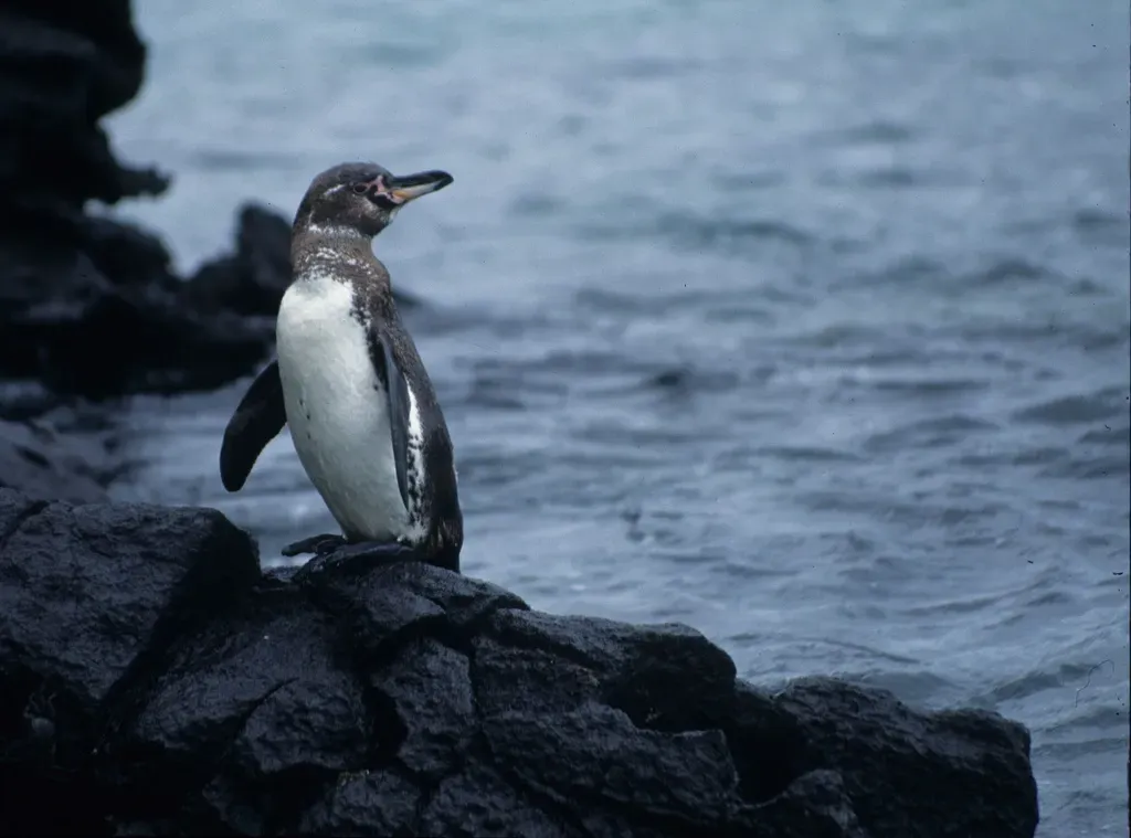 File:Galápagos Penguin (Spheniscus mendiculus), Galápagos Islands, Ecuador.jpg