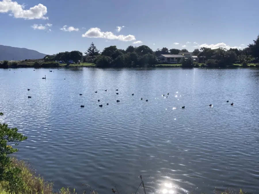 File:Aythya novaeseelandiae at Waimanu Lagoon.jpg