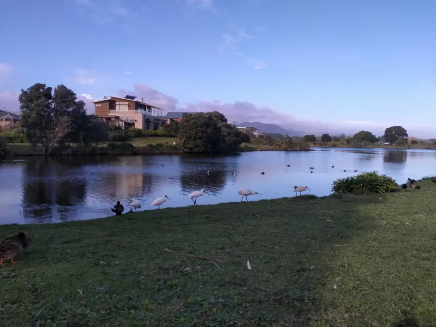 File:Platalea regia at Waimanu Lagoon.jpg