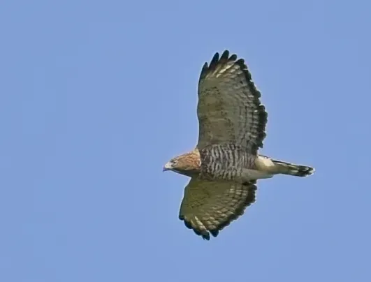 File:Buteo platypterus Bolger Lake Ontario in flight.jpg