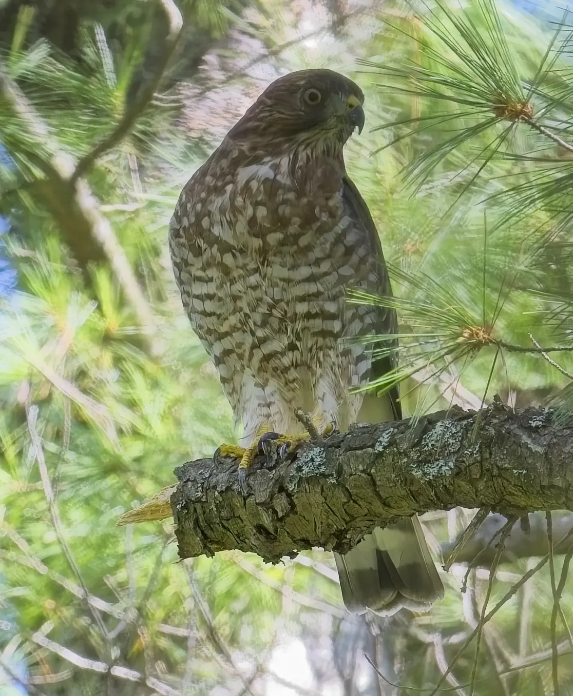File:Buteo platypterus Bolger Lake Ontario2.jpg