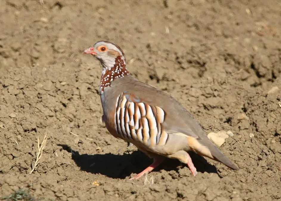 File:Alectoris barbara 384327595.jpg